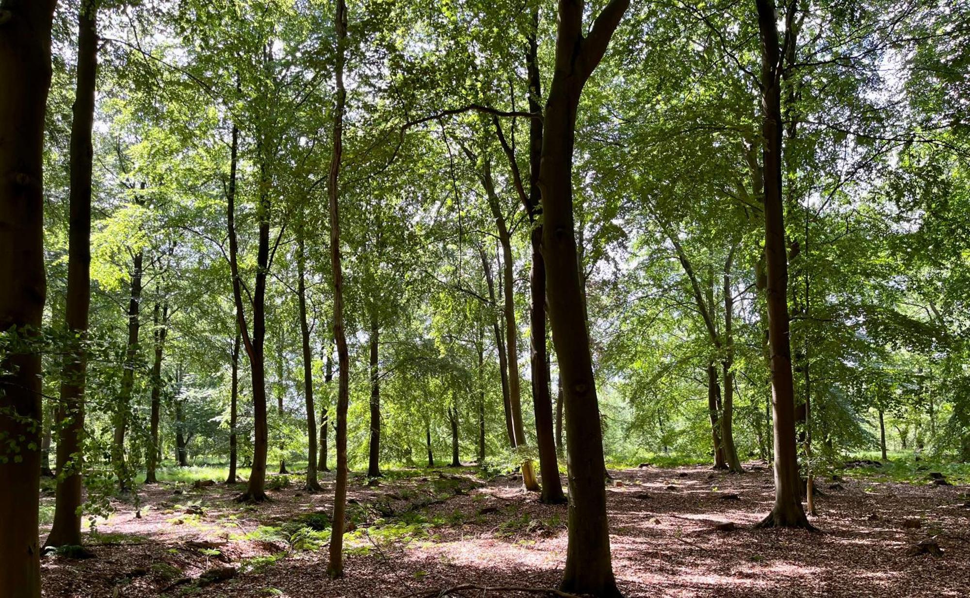 Oosterwolde  Landzicht Natuur Rust En Ruimte מראה חיצוני תמונה